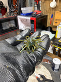 Spoiled Avocado Urchant – 3/4" Ball, 2.5" Leg Span