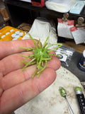 Booger – Urchant Bait