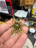 3/4" Green Pumpkin Red Flake Urchant style bait
