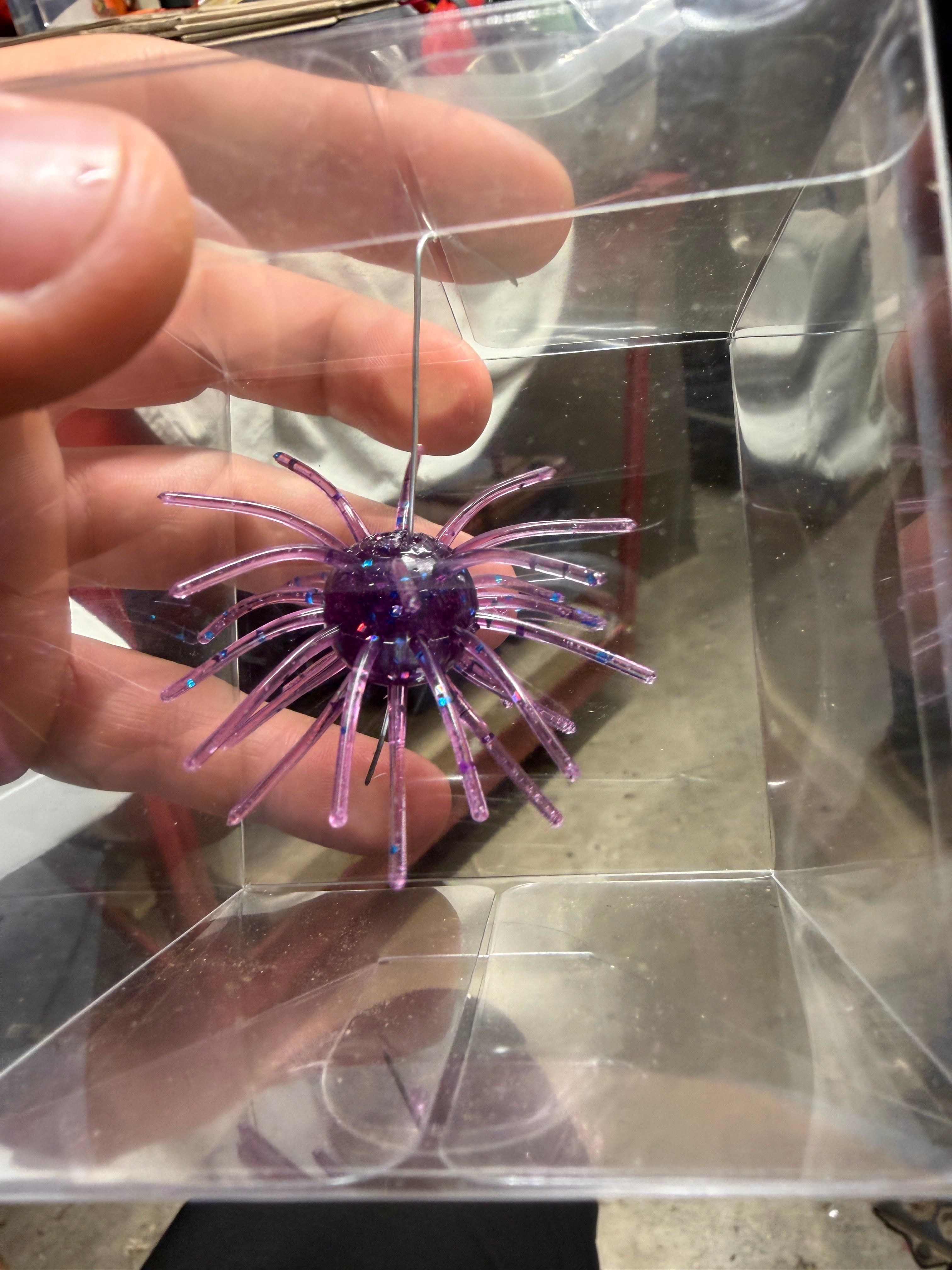 Purple Disco Urchin