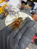 Sweet Honey Urchin – 3/4" Ball | 2.5" Leg Span