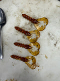 3" Sweet Honey Craw