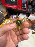 Watermelon Red Flake (3/4" Body, 2.5" Leg Span)