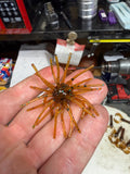 Pumpkin Seed (5/8" Body, 2.5" Leg Span)