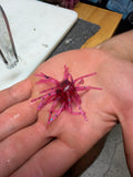 Dragon Fruit Urchint – 3/4" Ball | 2.5" Leg Span