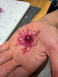 Dragon Fruit Urchin – 5/8" Ball | 2.5" Leg Span