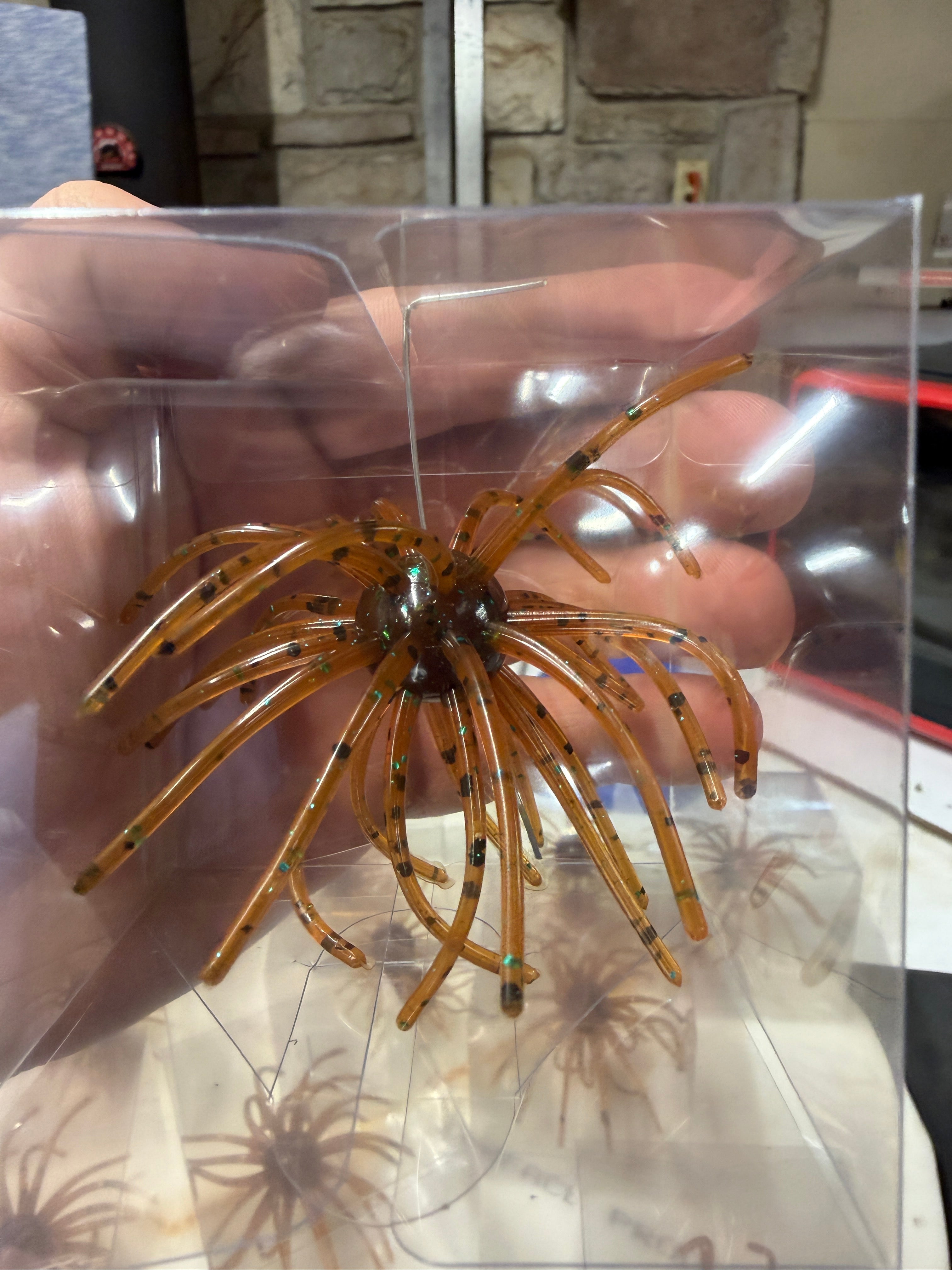 Pumpkin Seed Urchin