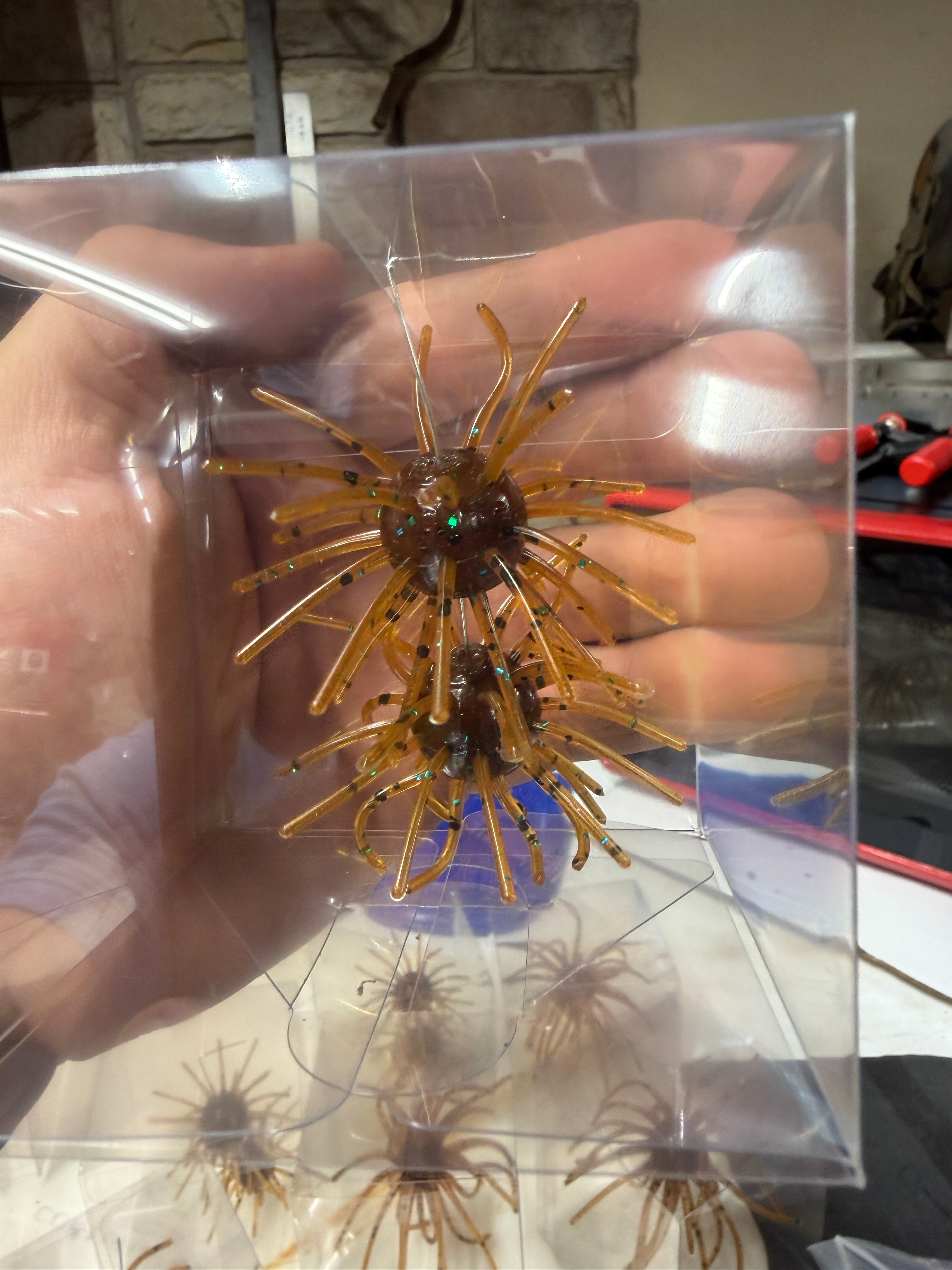 Pumpkin Seed Urchin
