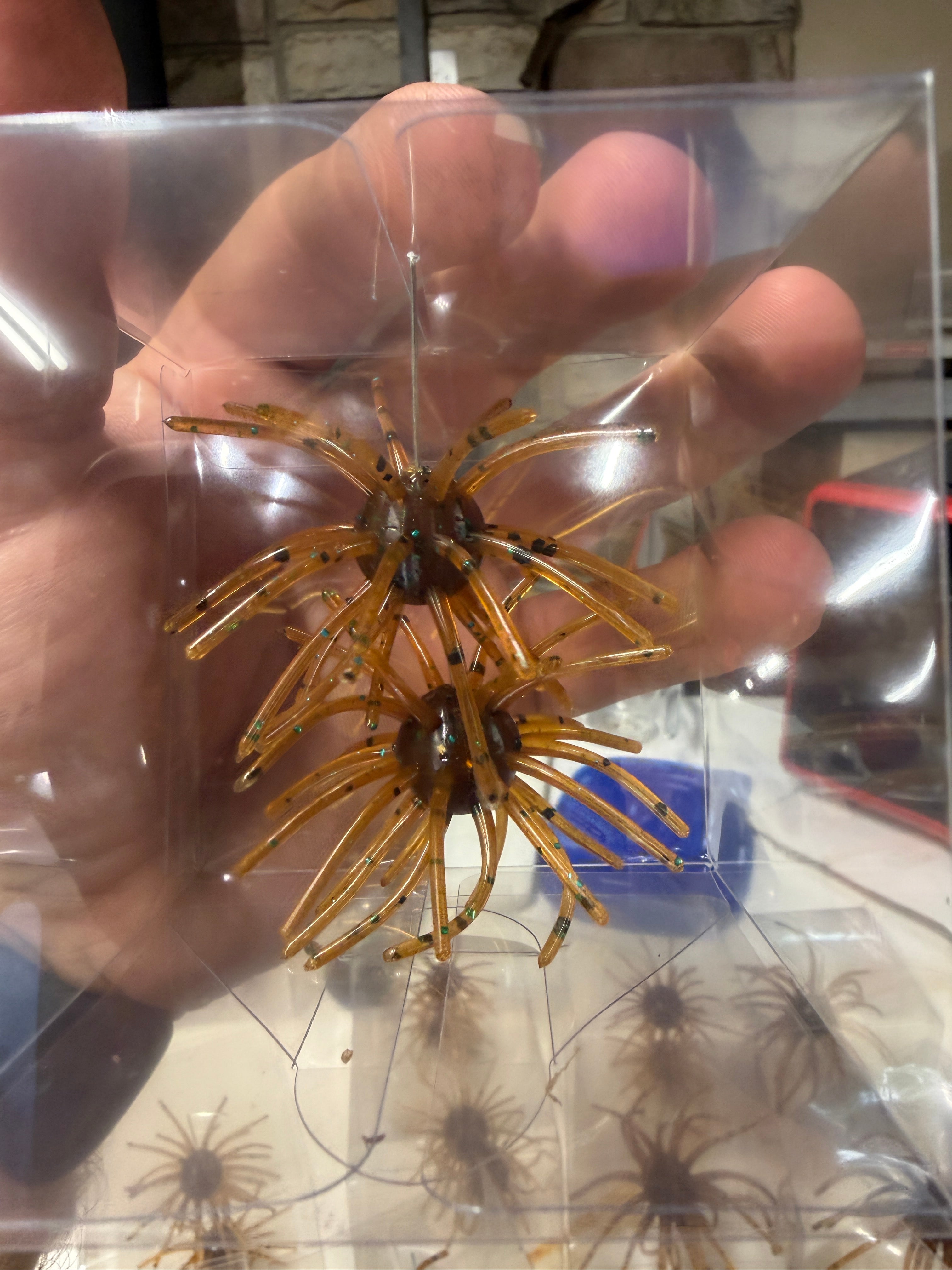 Pumpkin Seed Urchin