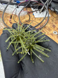 Watermelon Gold Flake Urchin