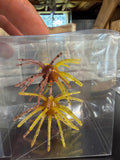 Sunfish 2-Tone Urchin