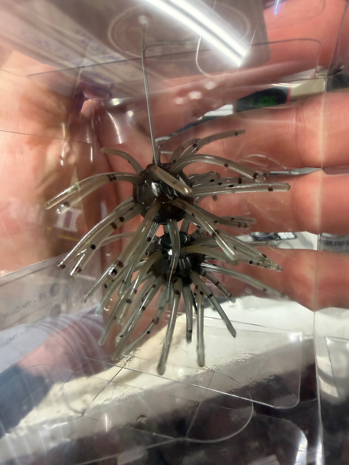 Blue Craw Urchin