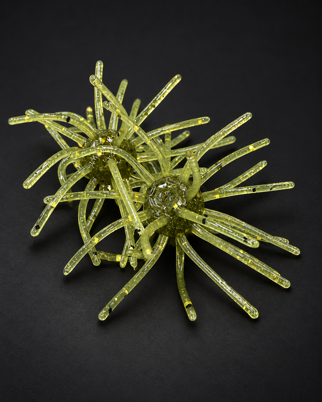 Watermelon Gold Flake Urchin