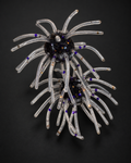 Purple Smoke Urchin