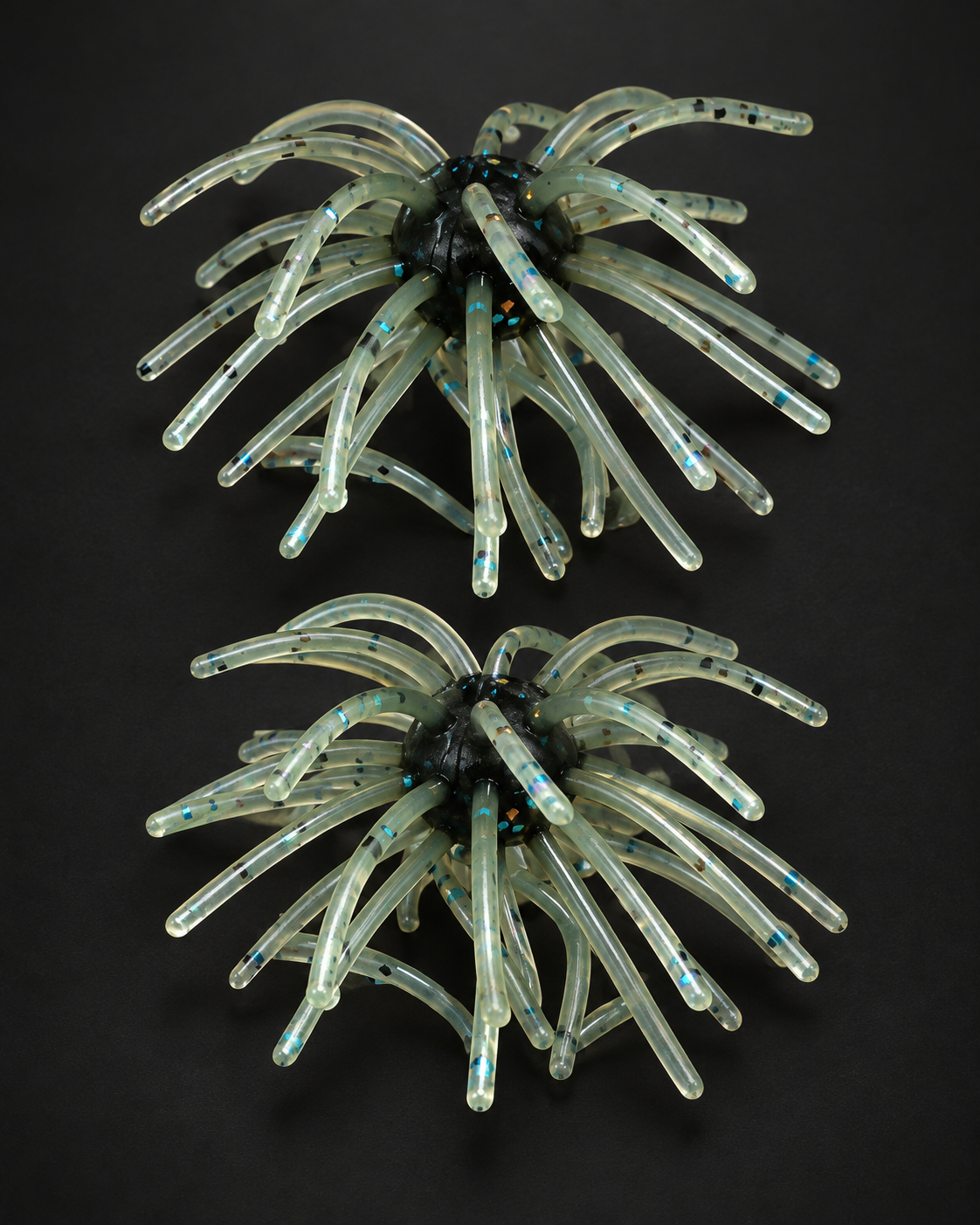 Baja Bluegill Urchin