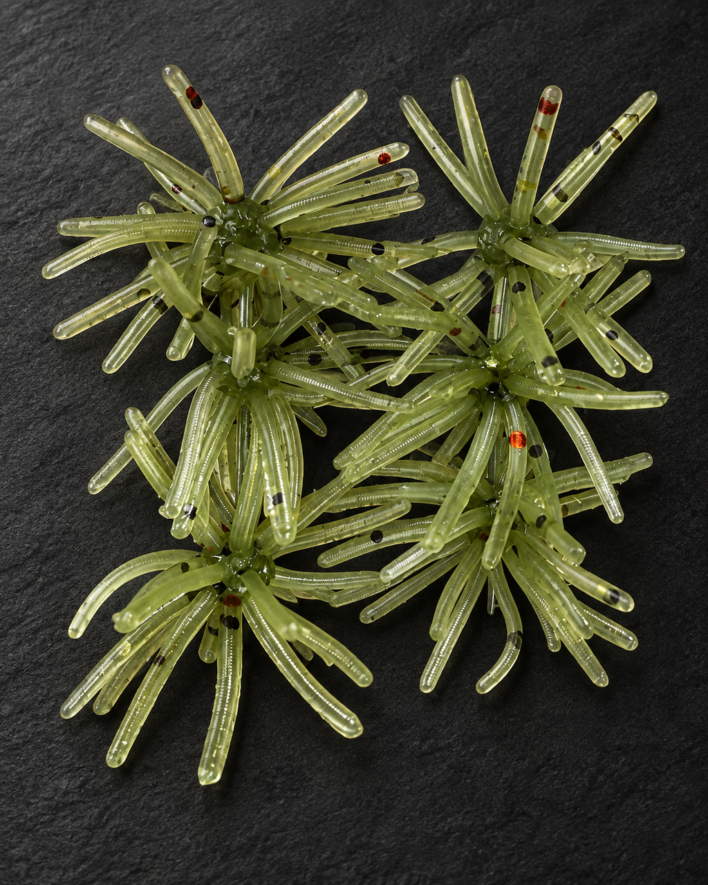 Mini Urchin GPRF