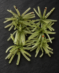 Mini Urchin GPRF
