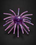Purple Disco Urchin