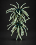 Baja Bluegill Urchin