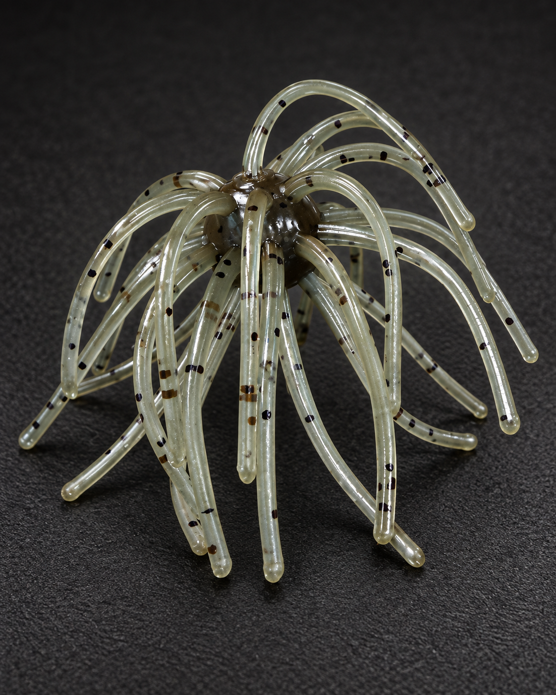 Blue Craw Urchin