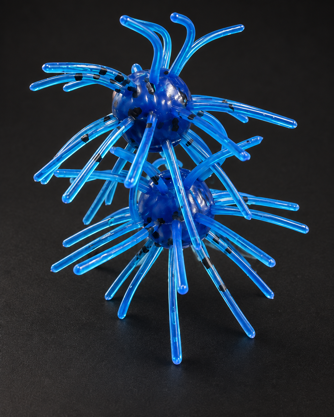 Blue Urchin