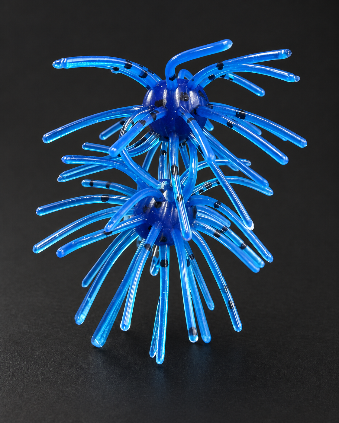 Blue Urchin