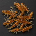 Sweet Honey Mini Cricket