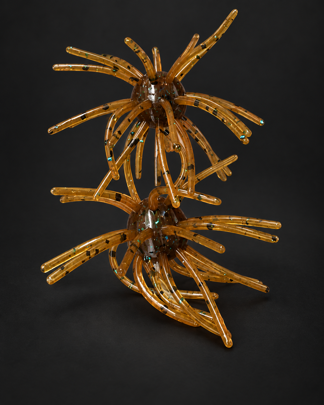 Pumpkin Seed Urchin