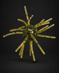 Watermelon Red Flake Urchin