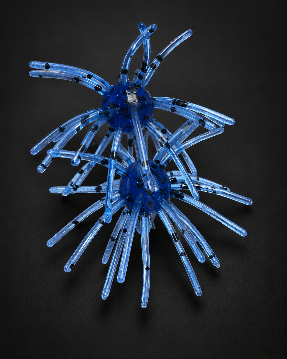 Candy Blue Urchin