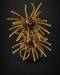 Pumpkin Seed Urchin
