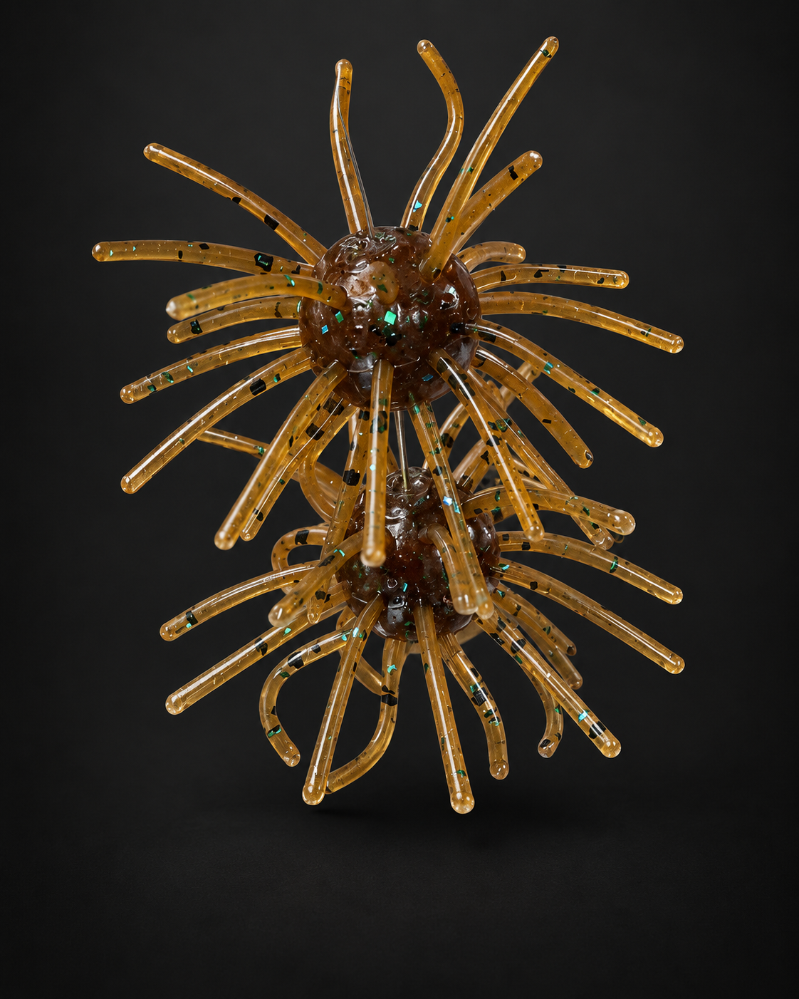 Pumpkin Seed Urchin