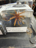 19mm Pumpkin Seed Coike Style Bait